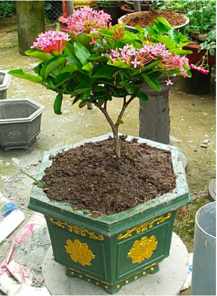 Chậu nhựa lục giác bền bỉ, minh họa đặc điểm của chậu nhựa là sự đa dạng về hình dáng và khả năng kết hợp chân đôn.