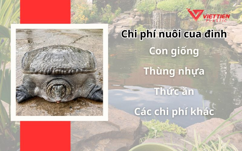 Chi phí nuôi cua đinh trong thùng nhựa