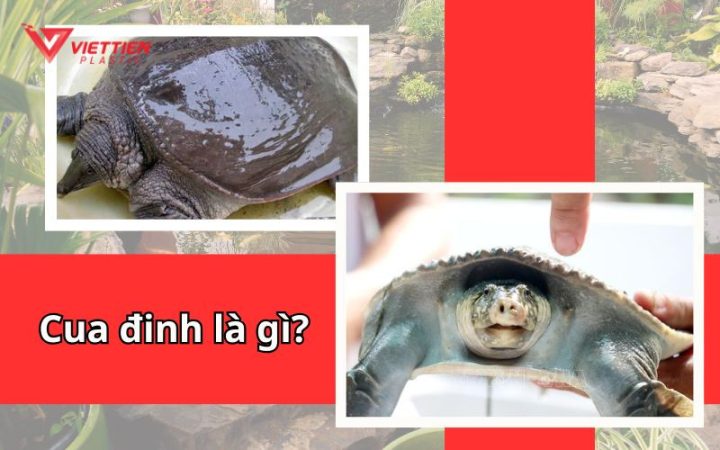 Cua đinh - loài ba ba Nam Bộ