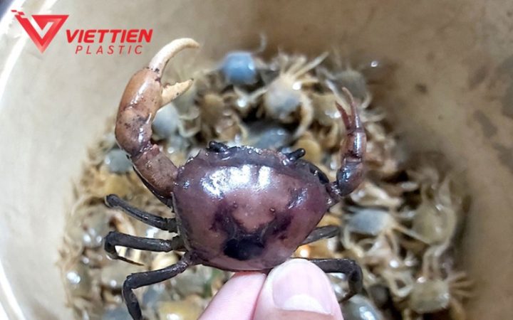 Đặc điểm sinh học của cua đồng khi nuôi trong thùng nhựa