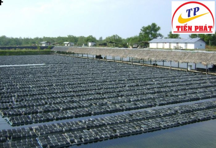 Hộp nhựa nuôi cua chất lượng cao xếp chồng gọn gàng