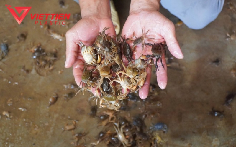Mật độ thả cua đồng hợp lý trong mô hình nuôi cua đồng bằng thùng nhựa