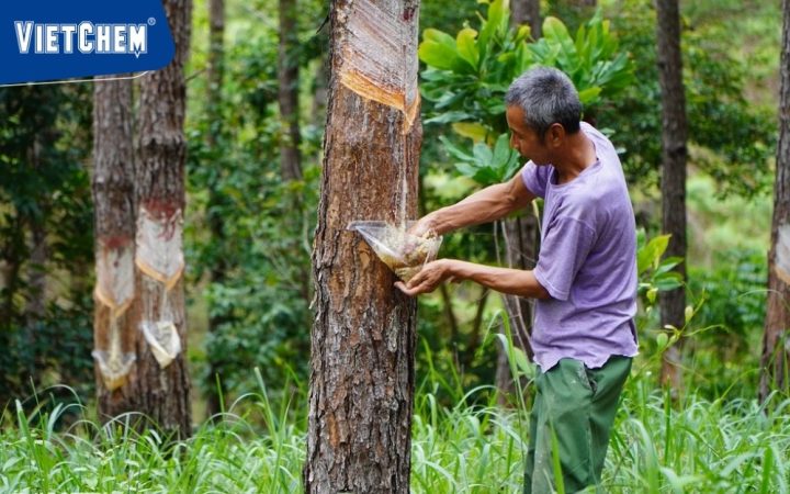 Người thợ đang thu hoạch nhựa thông từ thân cây thông