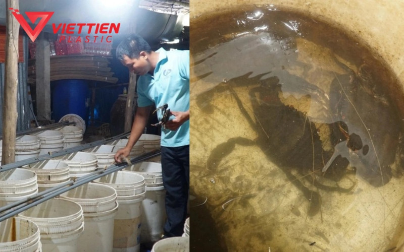 Những lưu ý quan trọng khi triển khai mô hình nuôi cua đồng trong thùng nhựa hiệu quả