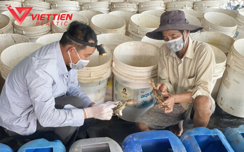 Quy trình quản lý và chăm sóc cua đồng trong hệ thống nuôi thùng nhựa