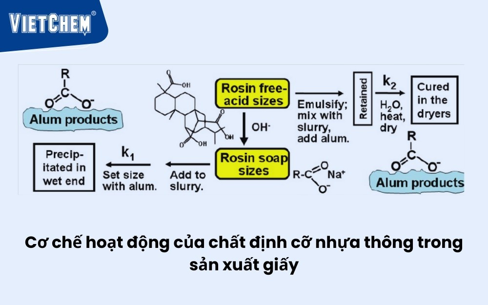 Quy trình sản xuất giấy có sử dụng nhựa thông để tăng độ bền
