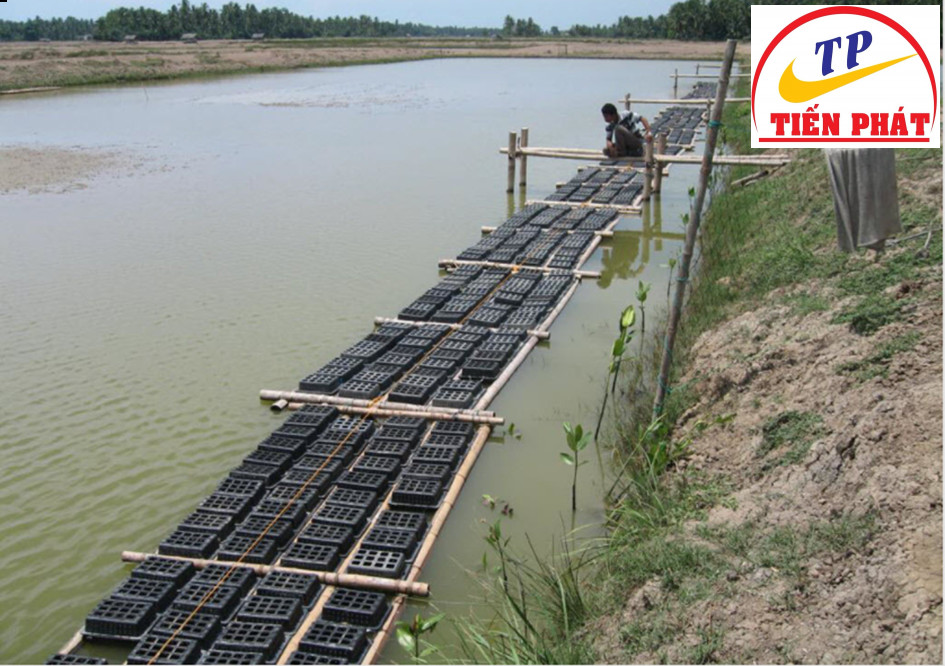Thiết kế hộp nhựa nuôi cua với các lỗ thông khí