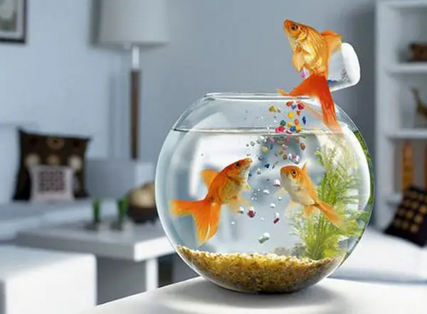 bể cá để phòng ngủ bể cá để phòng ngủ