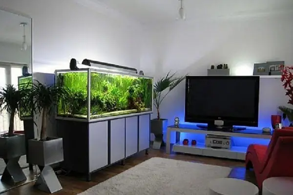 bể cá để phòng ngủ bể cá để phòng ngủ