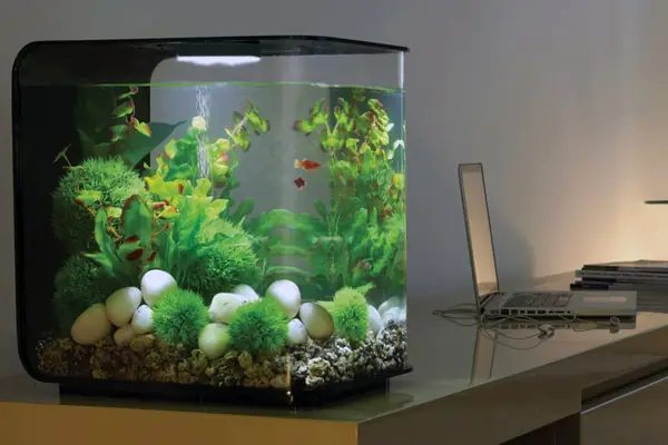 bể cá để phòng ngủ bể cá để phòng ngủ
