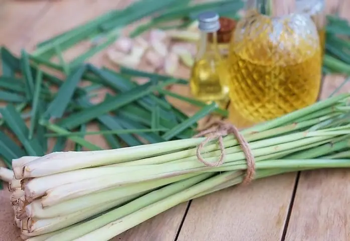 Hướng Dẫn Chi Tiết Cách Khử Mùi Mốc Trong Phòng Ngủ