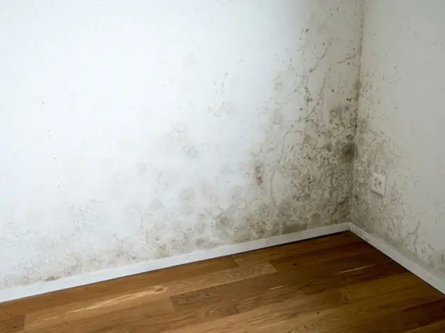 Cải tạo phòng ngủ bị ẩm mốc tường: Nguyên nhân và giải pháp