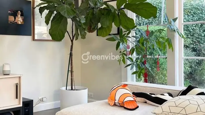 cây bàng singapore trong phòng ngủ cây bàng singapore trong phòng ngủ