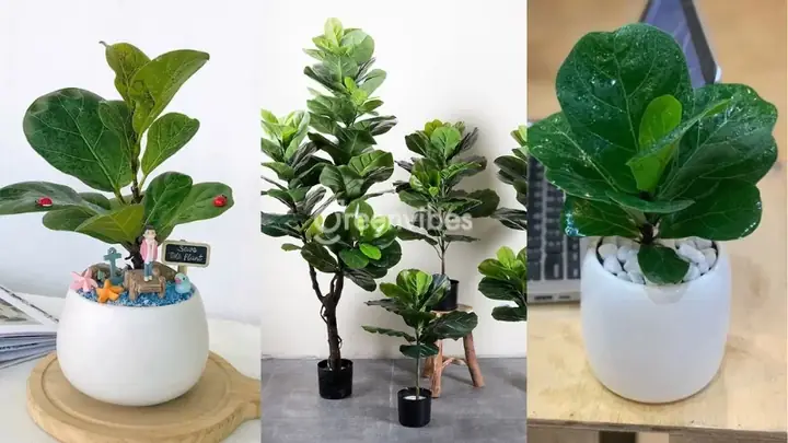 cây bàng singapore trong phòng ngủ