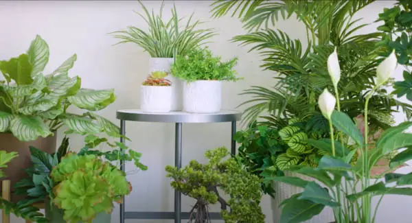 Cây cảnh giả phòng ngủ: Hướng dẫn lựa chọn và trang trí đẹp tinh tế
