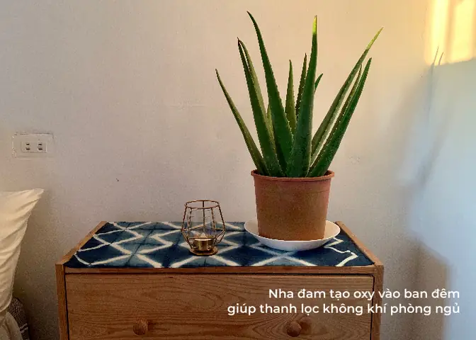 Chọn Cây Cảnh Mini Trong Phòng Ngủ: Lợi Ích Và Cách Chăm Sóc