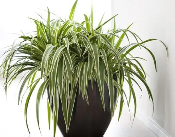 Đặc điểm cây dây nhện
