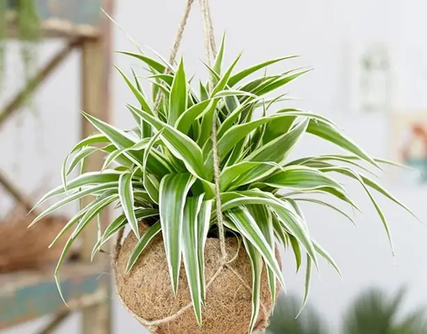 Đặc điểm cây dây nhện Đặc điểm cây dây nhện