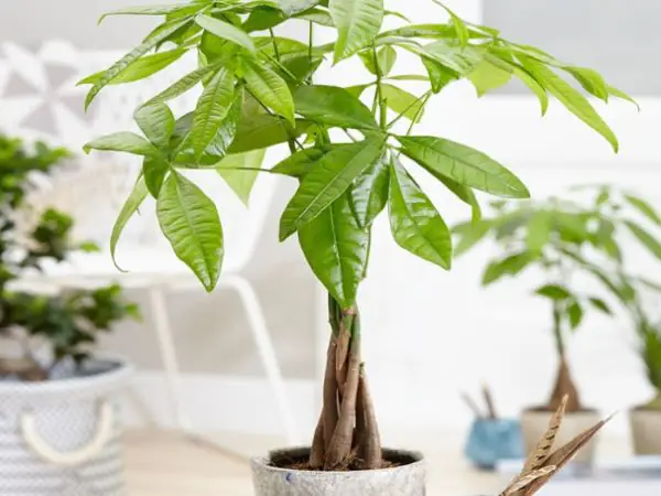 Cây Để Phòng Ngủ Hợp Mệnh Mộc: Hướng Dẫn Chọn & Trồng