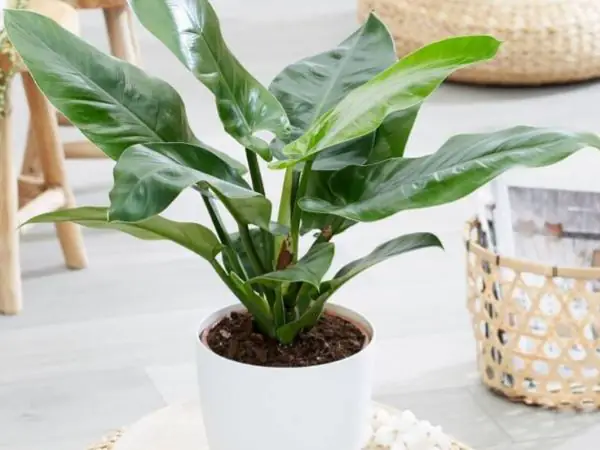 Cây Để Phòng Ngủ Hợp Mệnh Mộc: Hướng Dẫn Chọn & Trồng