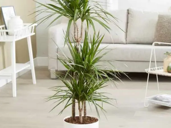 Cây Để Phòng Ngủ Hợp Mệnh Mộc: Hướng Dẫn Chọn & Trồng