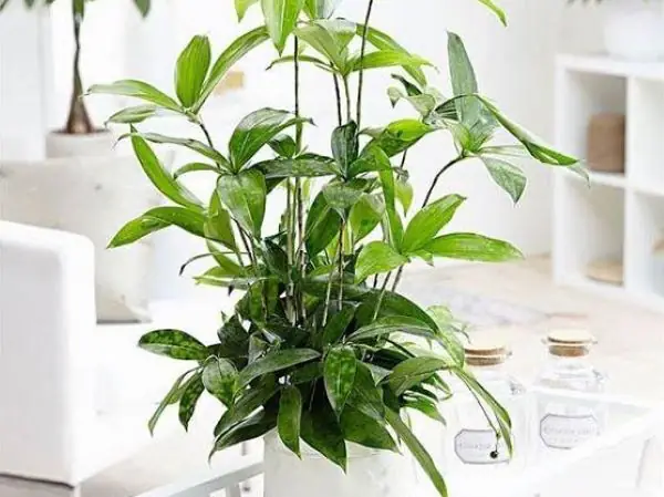 Cây Để Phòng Ngủ Hợp Mệnh Mộc: Hướng Dẫn Chọn & Trồng