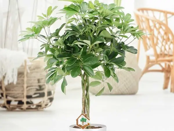Cây Để Phòng Ngủ Hợp Mệnh Mộc: Hướng Dẫn Chọn & Trồng