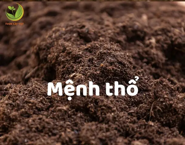 Cây Để Phòng Ngủ Hợp Mệnh Thổ: Lựa chọn nào mang lại may mắn?