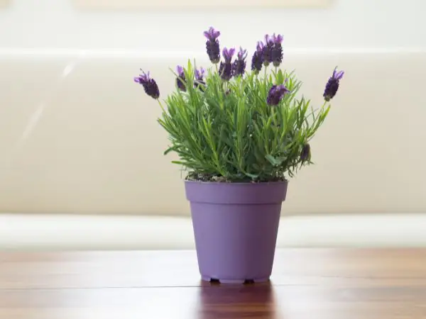 Cây Để Phòng Ngủ Mệnh Hỏa: Chọn Lựa Và Bố Trí Hợp Phong Thủy