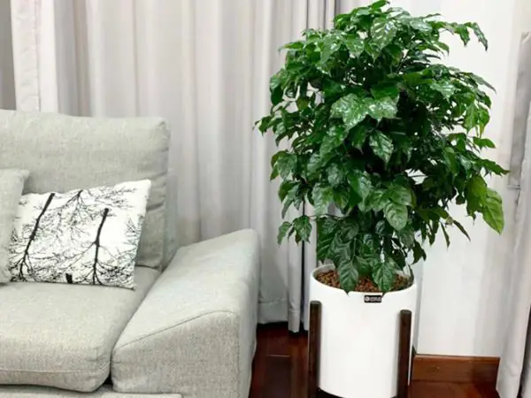 cây để phòng ngủ mệnh kim cây để phòng ngủ mệnh kim