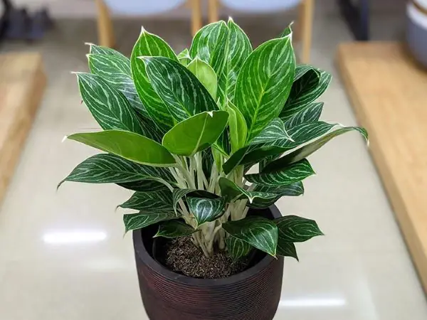 cây để phòng ngủ mệnh kim cây để phòng ngủ mệnh kim