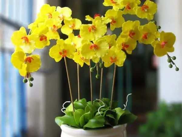 cây để phòng ngủ mệnh kim cây để phòng ngủ mệnh kim