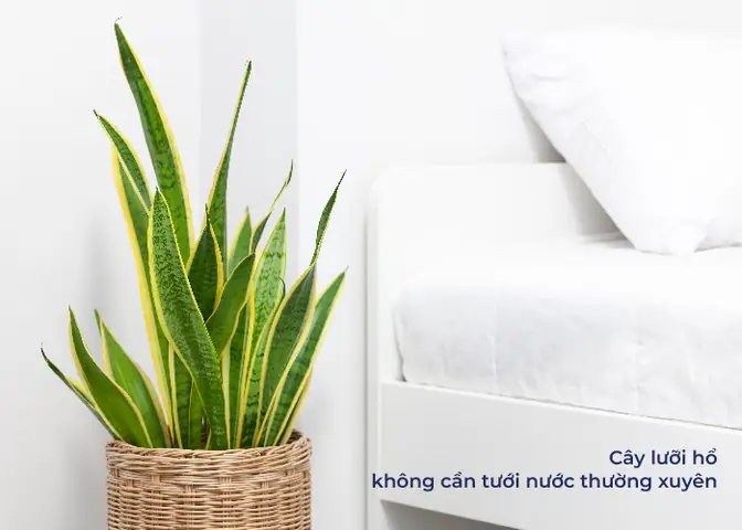 cây để phòng ngủ tốt