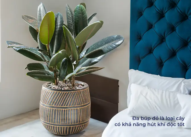 cây để phòng ngủ tốt