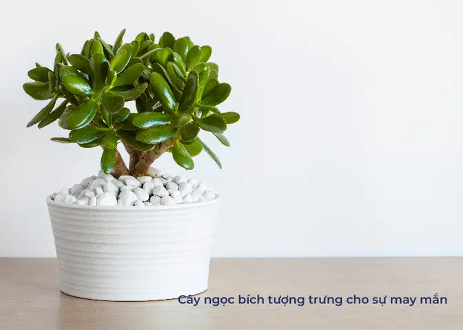 cây để phòng ngủ tốt