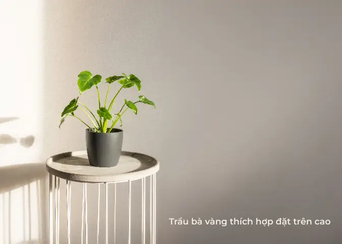 cây để phòng ngủ tốt