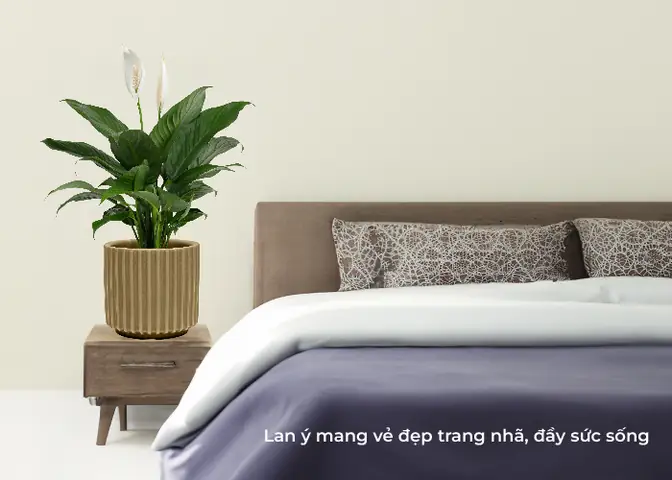 cây để phòng ngủ tốt