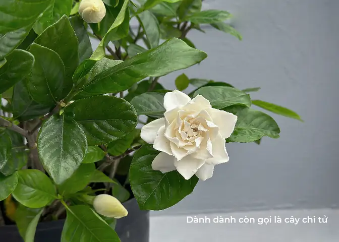 cây để phòng ngủ tốt