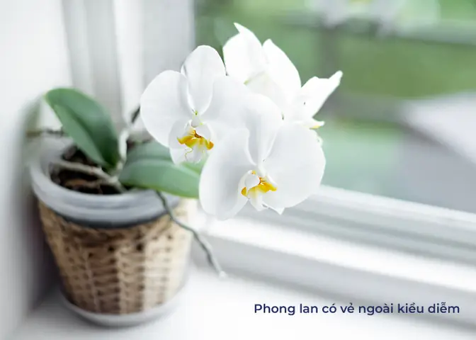 cây để phòng ngủ tốt