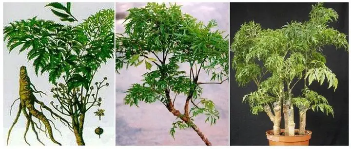 Nên trồng cây đinh lăng trong nhà, bởi loài cây này mang nhiều tác dụng về sức khỏe và phong thủy cho ngôi nhà.
