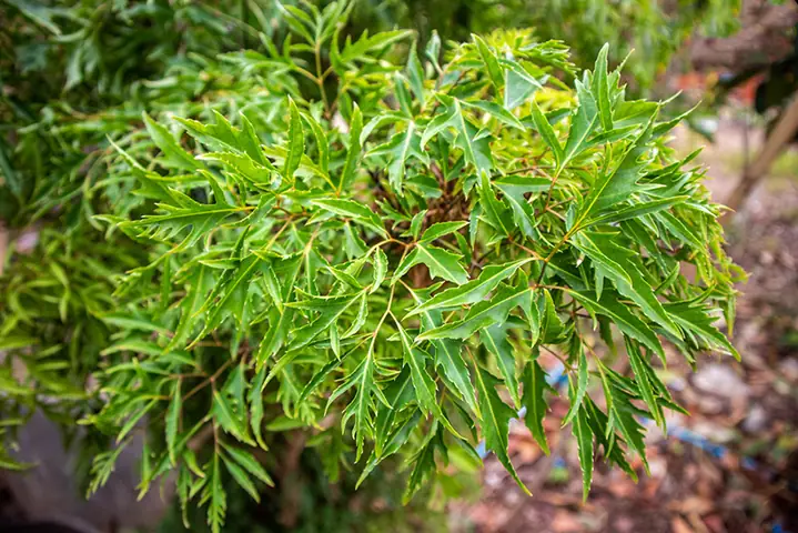 Công dụng của lá đinh lăng trong trị bệnh mất ngủ