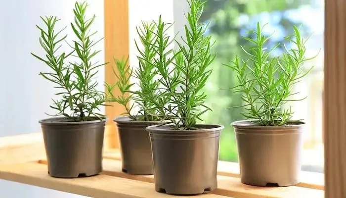 Cây Đuổi Muỗi Để Trong Phòng Ngủ Nào Hiệu Quả Và An Toàn?