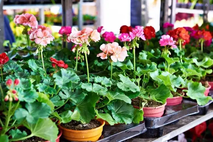 Cây Đuổi Muỗi Để Trong Phòng Ngủ Nào Hiệu Quả Và An Toàn?