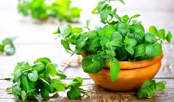 Cây Đuổi Muỗi Để Trong Phòng Ngủ Nào Hiệu Quả Và An Toàn?