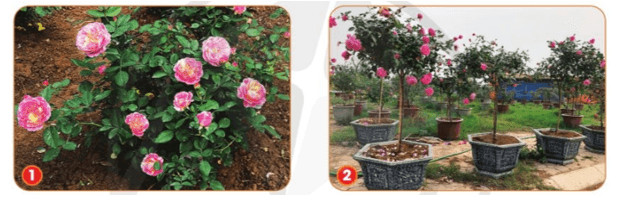 Cây hoa hồng trồng trong chậu nhựa phổ biến