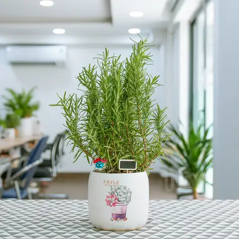 cây hương thảo trong phòng ngủ cây hương thảo trong phòng ngủ