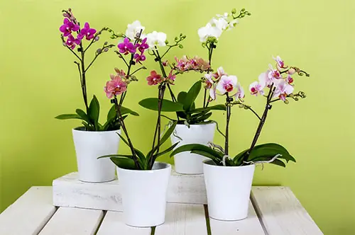 Trồng cây cảnh hút khí độc trong phòng ngủ