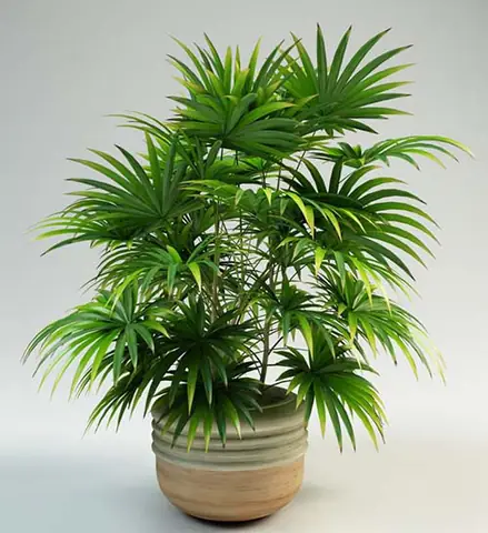 Trồng cây cảnh hút khí độc trong phòng tắm