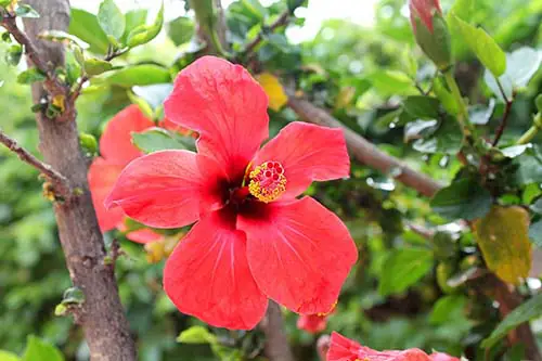 Trồng cây cảnh hút khí độc trong phòng trẻ em