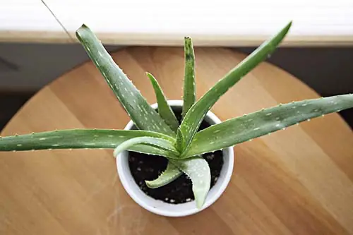 Trồng cây cảnh hút khí độc trong phòng bếp